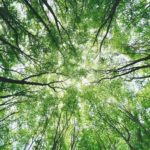 green trees under white sky during daytime